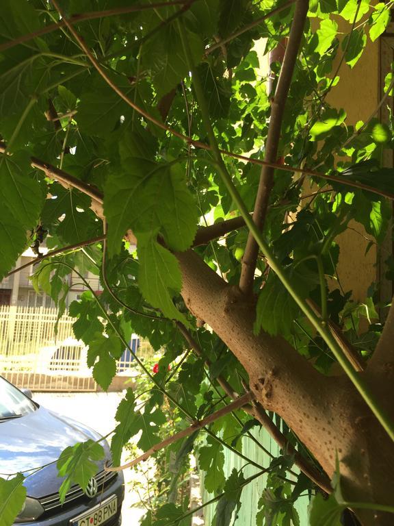 Vilele Liliana Navodari Ngoại thất bức ảnh
