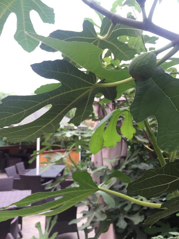 Vilele Liliana Navodari Ngoại thất bức ảnh